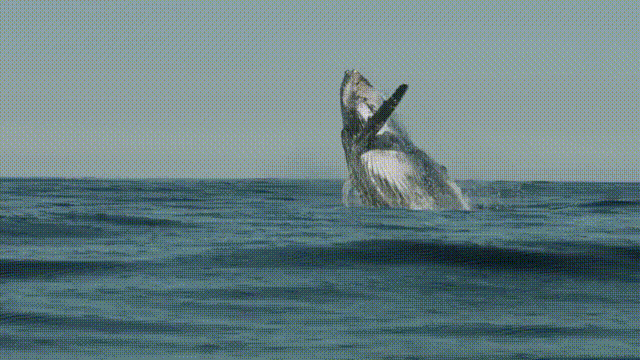 十大怪异鲨鱼，10000米长的蜈蚣（背后隐藏着一个人类起源的故事）