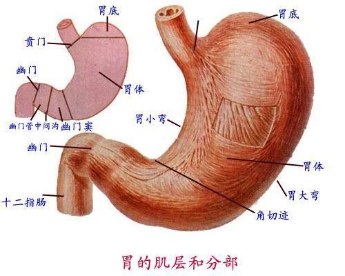 想问一下5cm有多长，5cm 有多长（从嘴巴到肛门距离也就一米）