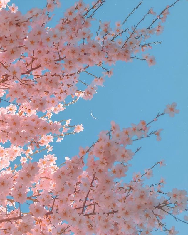 网红同款背景图   炒鸡有风格☁，背景图案网红（炒鸡nice的微信QQ背景图片）