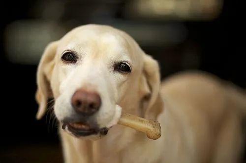 狗狗不能吃的东西，狗狗十大不能吃的食物（这些东西千万不要给狗狗吃）