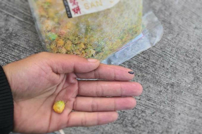 玉米钓鲤鱼没口？揭秘饵料选用误区与实战提效绝招