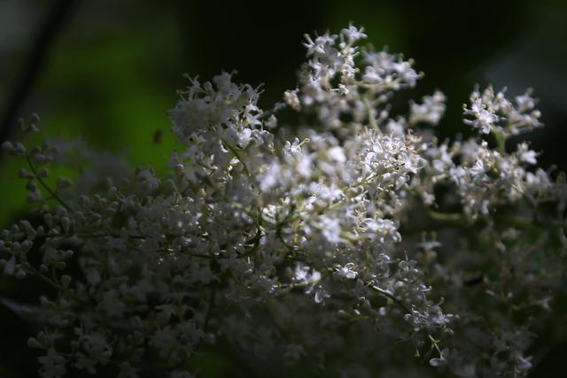 白丁香(白丁香图片,白色丁香花,几张习作,配参数(白丁香图片和功效) 白丁香(白丁香图片,白色丁香花,几张习作,配参数(白丁香图片和功效)