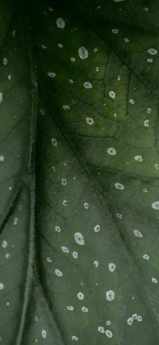 唯美植物花类头像微信，唯美植物花类头像（小清新绿色护眼植物+唯美绽放的瞬间​​​）