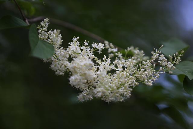 白丁香(白丁香图片,白色丁香花,几张习作,配参数(白丁香图片和功效) 白丁香(白丁香图片,白色丁香花,几张习作,配参数(白丁香图片和功效)