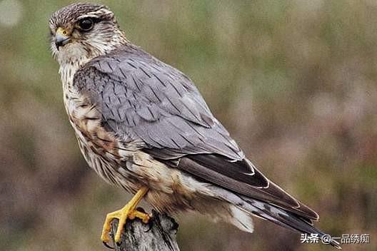 一个东一个鸟怎么读，一个东一个鸟怎么念（见过好多鸟名生僻字）