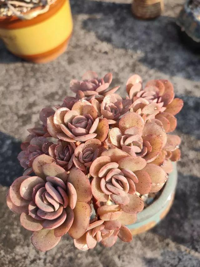 红唇多肉如何养，红唇多肉怎么养出多头（阳台党一样可以养出漂亮的多肉）