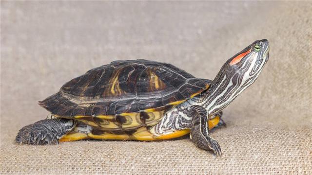 乌龟为什么不吃东西，夏天乌龟为什么会不吃东西（乌龟不吃东西怎么办）