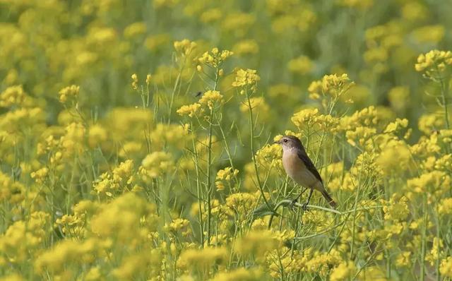 油菜花开的季节，适合家庭室内养的花与绿植（2019年全国油菜花开放时间表）