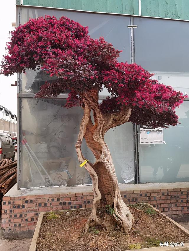 红花继木苗多少钱一棵，红花继木树市场价格（红花继木有哪些用途）