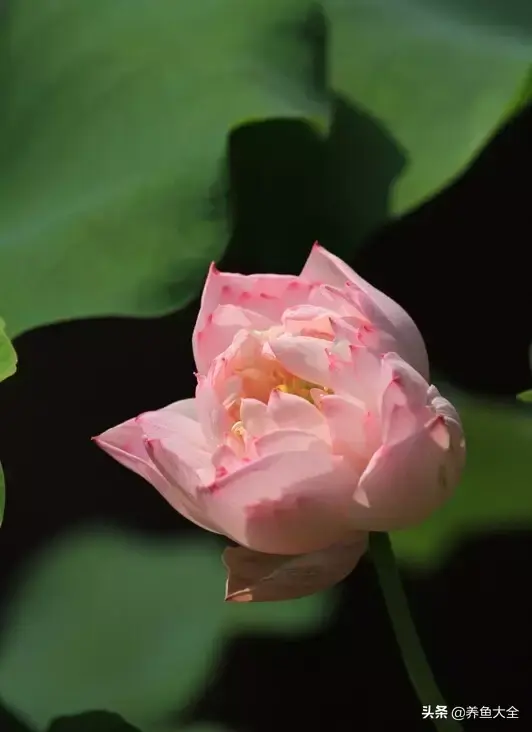莲花的别称有哪些，莲花的别称有哪些拼音（ 太齐全太珍贵了）