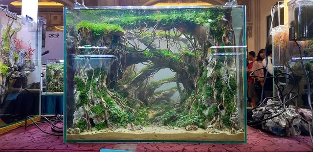 水草造景教程，简单水草造景图片（鱼缸造景比赛作品欣赏）