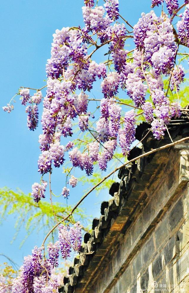 紫藤花的花语和寓意，紫藤花的寓意（我喜欢紫藤花）