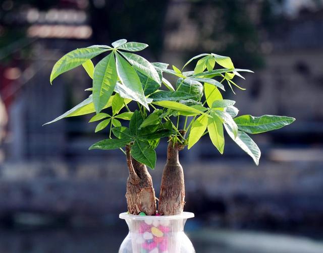 八方招财种植方法，八方招财种植方法图解（如何养护才能枝繁叶茂）