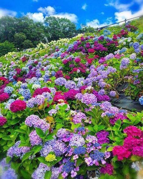 花景生多云讲什么，花景生（漫山遍野的鲜花，满眼春光）