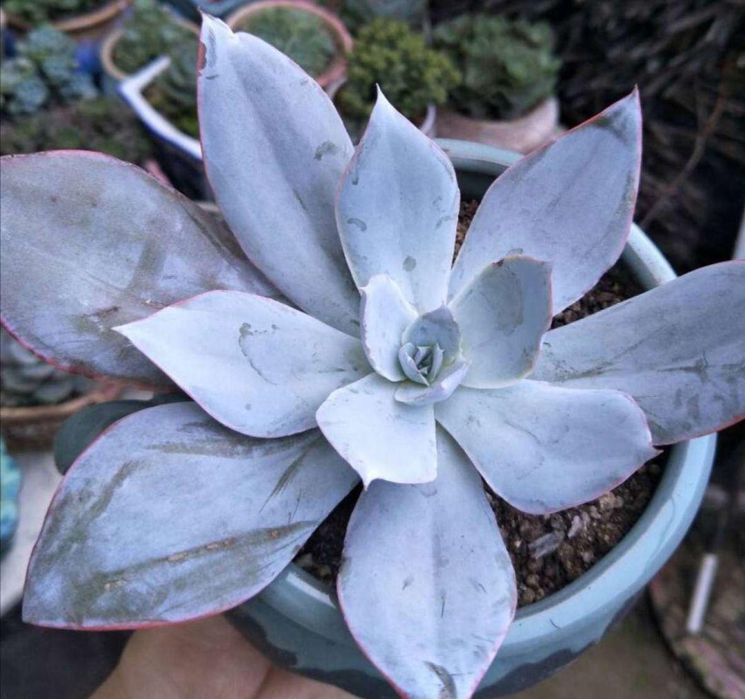 耐晒耐寒的多肉(什么多肉不怕晒不怕高温)-柯彬网