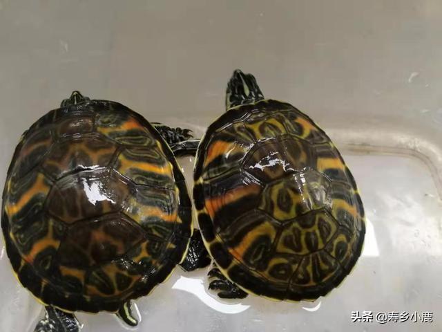 养龟的绿水要怎么培养，养殖户是如何培育绿水的