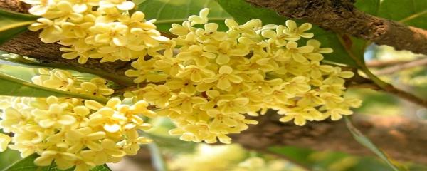 桂花养植，桂花喜阴还是喜阳（桂花养植知识）