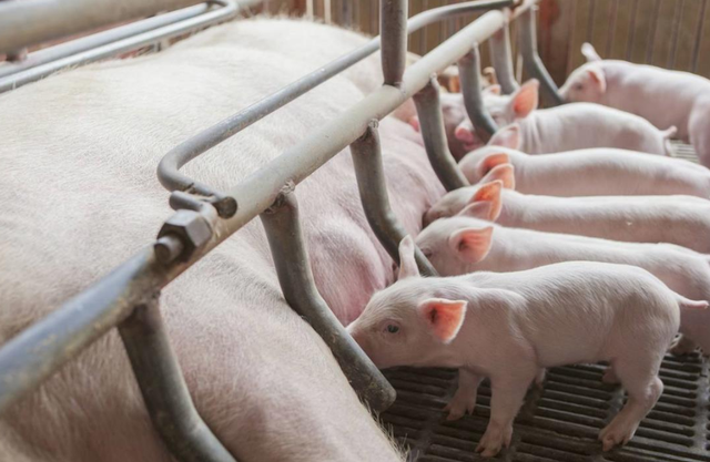 泔水桶是什么意思，部队锅食材（辟谣：禁止泔水养猪）