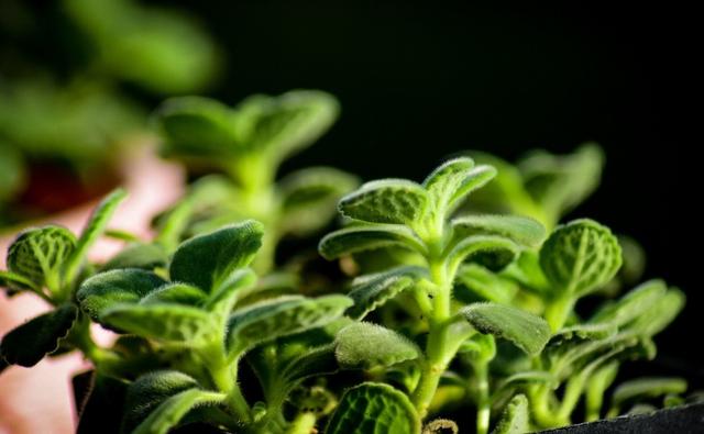 艾草能驱蚊子吗，艾草能驱蚊吗（蚊子不喜欢的3种花）