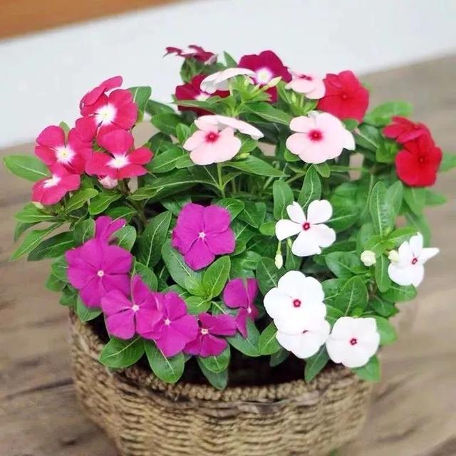 春夏秋冬四季什么花好看，这十种花几乎一年四季都开花