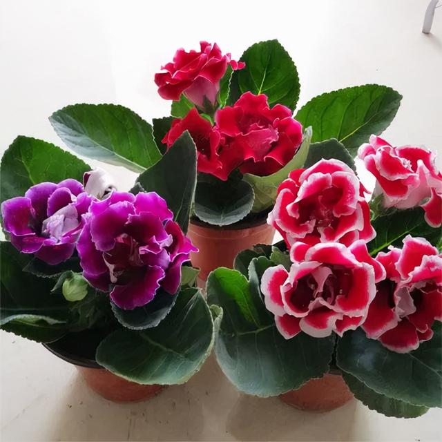 家中养什么花好，室内适合养什么花（9种洋气花）