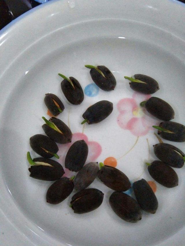 荷花籽怎么催芽，荷花籽怎么催芽视频（种莲花有啥难的）