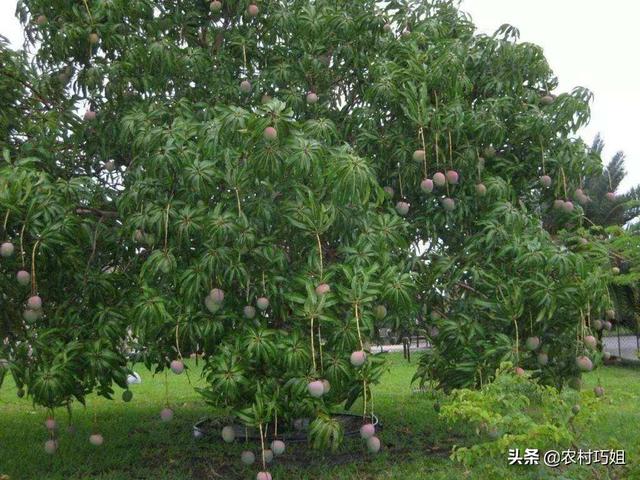 妃子笑是什么水果，妃子笑花期怎么管理