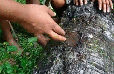 翻山越岭的动物是什么，翻山越岭打一生肖（“逆天狂徒”过山鲫）