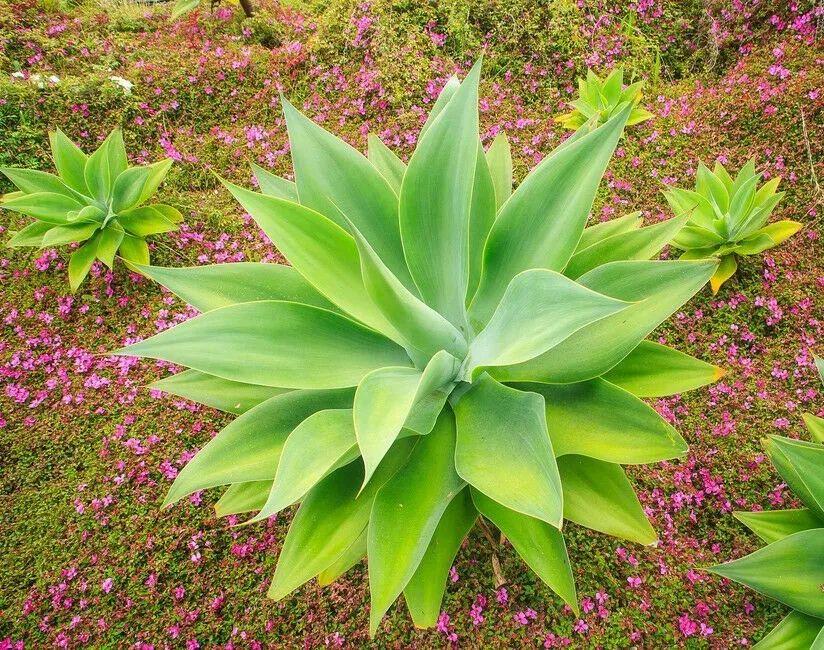 龙舌兰科，常见的7种龙舌兰品种（龙舌兰科植物图片及名称）