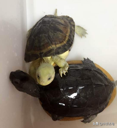 乌龟一般吃什么，家养的小乌龟一般吃什么（最全面的新手养龟攻略）