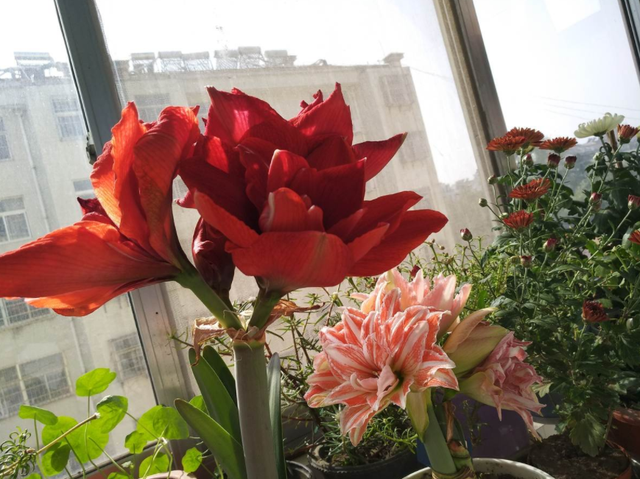 祭拜用什么花，送花讲究“投其所好”