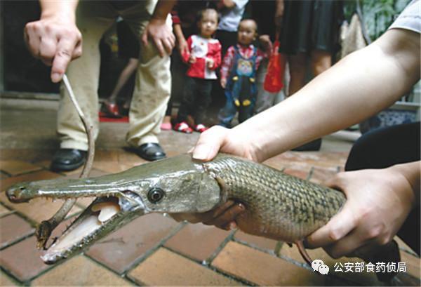 网上流传的吃人塘鲺是真的吗，高州食人大塘鲺（公安部提醒：这些外来物种）