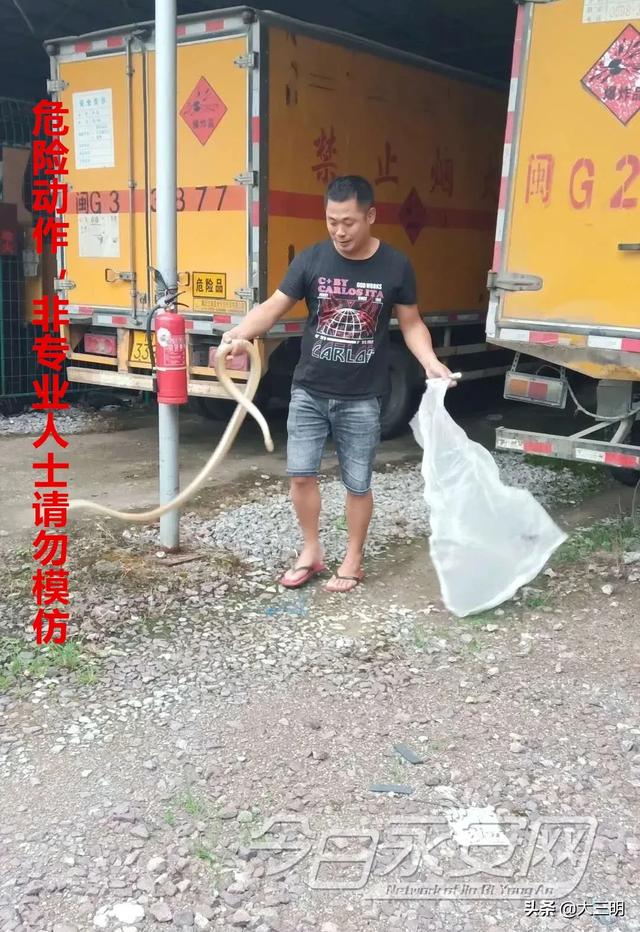 蛇的形态特征和生活习性，蛇的形态特点（永安人，蛇出没）