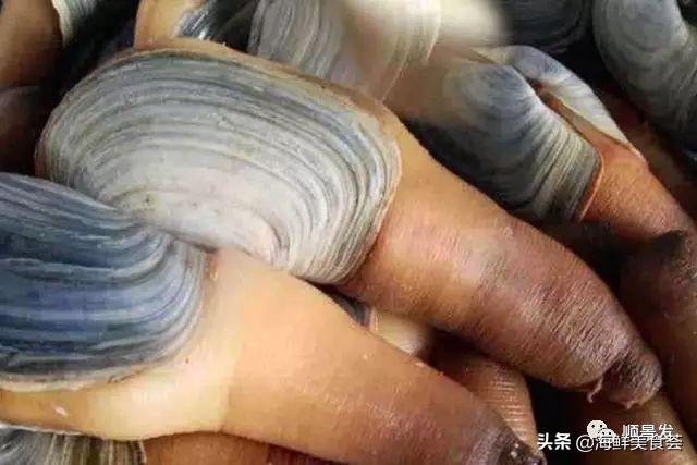 北极贝是什么生物，北极贝是什么生物类群（自然界坚不可摧的生物大家族）