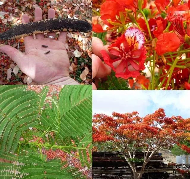 凤凰花是什么颜色，凤凰花的寓意和象征（还会长出弯刀状的豆荚）