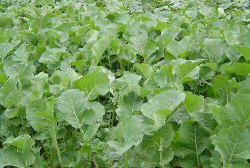 油菜一般指的什么，农民采取这种方式种油菜