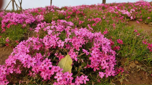 磁县旅游景点大全，磁县网红景点（磁县周边景点）