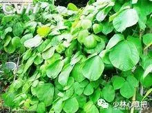 白牛胆的功效与作用，白牛胆的功效与作用禁忌（中药图片大全与功效）