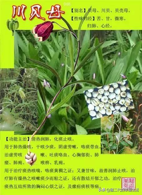 常见中草药图谱，中草药经典图谱（让你知道常用药都长啥样）