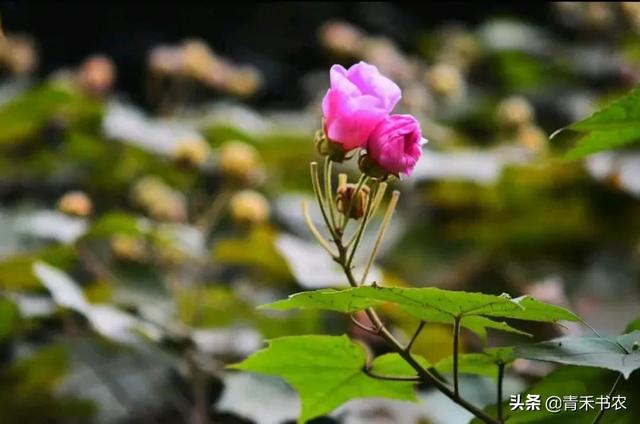 红楼梦续写作文800字，红楼梦续写作文800字怎么写（《红楼梦续——晴雯未死》）