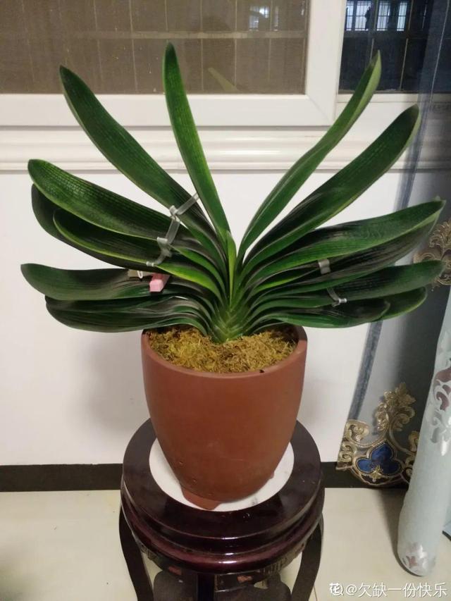 吸收甲醛的植物，哪种植物具有吸收甲醛的功能（净化空气最厉害）