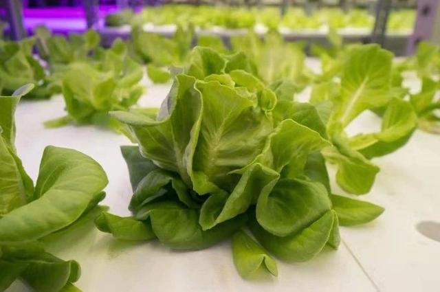 中环易达到底怎么样，中环易达是国企吗（中环易达植物工厂魏华农）