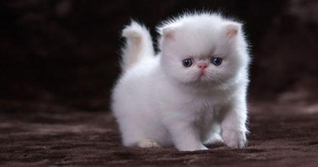 猫为什么会炸毛是看到什么了么，猫咪炸毛是因为什么（是因为遇到危险的一种防御表现吗）