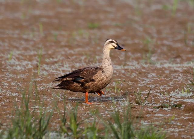 野鸭的种类有哪些，野鸭子有哪几种（TA就是野鸭中最靓的仔）
