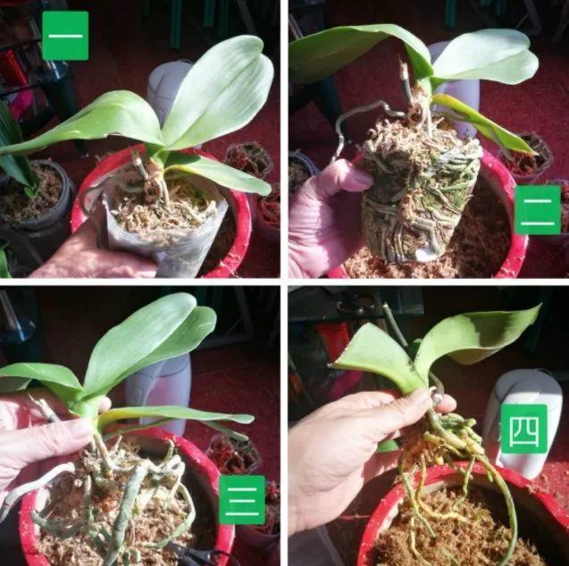 蝴蝶兰的养殖方法和注意事项，蝴蝶兰的养殖方法及注意事项大全（蝴蝶兰想养好很容易）