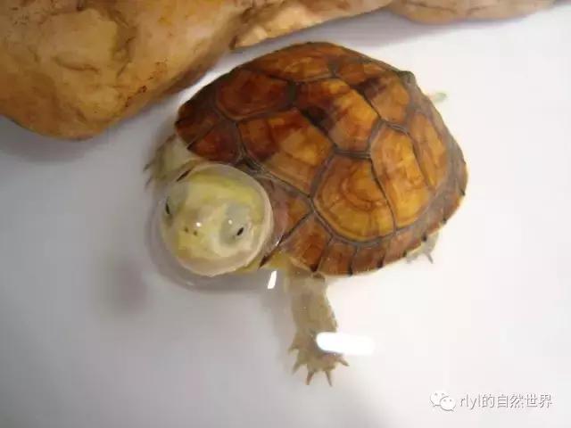 安徽三黄是哪三黄，三黄鸡有哪些（对选择的理解......）