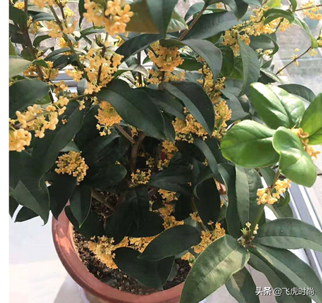 四季桂花放在客厅好吗 桂花如何养殖，四季桂花放在客厅好吗（五个桂花品种中的佼佼者）