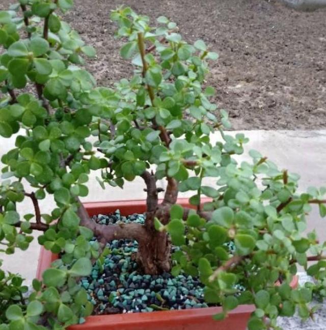 金枝玉叶的造型与修剪，金枝玉叶的造型与修剪视频（又能变成好看的小盆景）