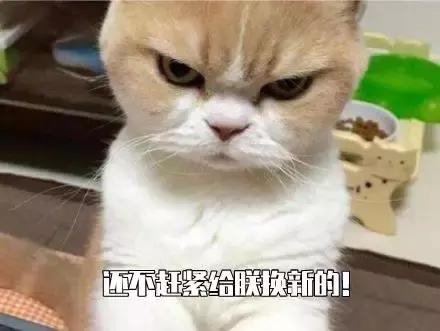 猫咪不吃猫粮什么原因，猫不吃猫粮有几种情况（猫咪突然不爱吃猫粮了是什么原因）