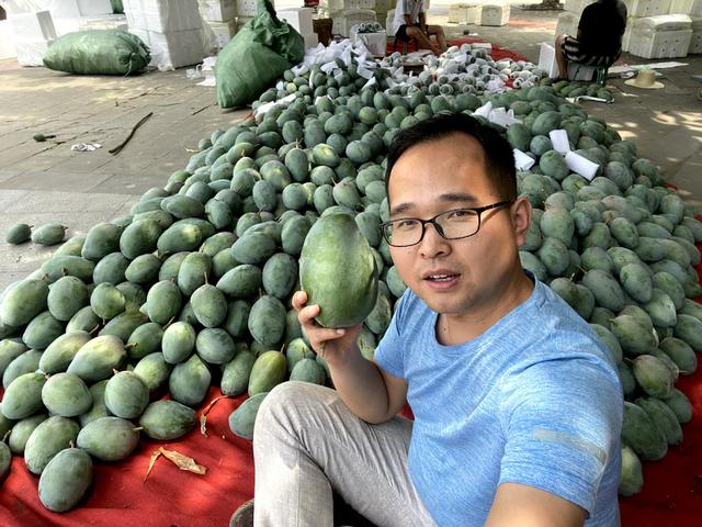 芒果不熟怎样才能把它催熟，没熟的芒果怎么催熟（小董教你2个小技巧）